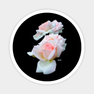 Pale Pink Roses Magnet